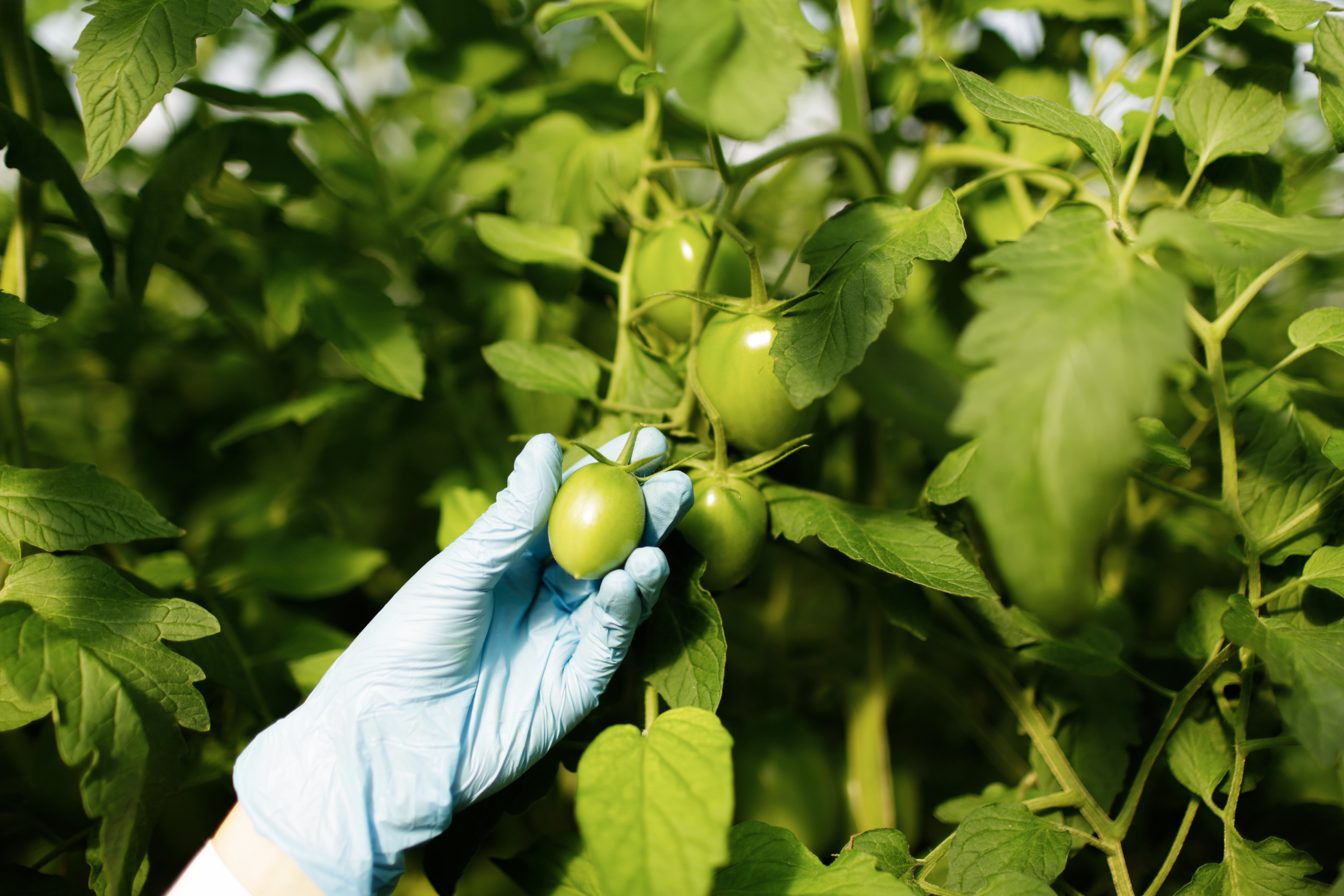 Biopesticide